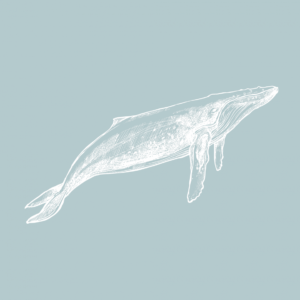 Временная тату белый кит