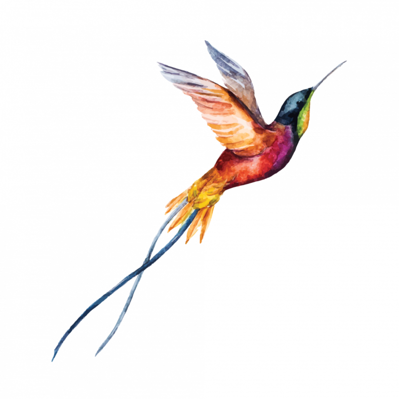 Buy Colored Temporary Tattoo Hummingbird