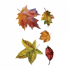 Временная татуировка Осенние листья